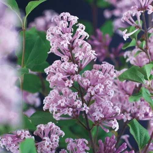 Syringa meyeri 'Palibin' stem 60cm 6,5L