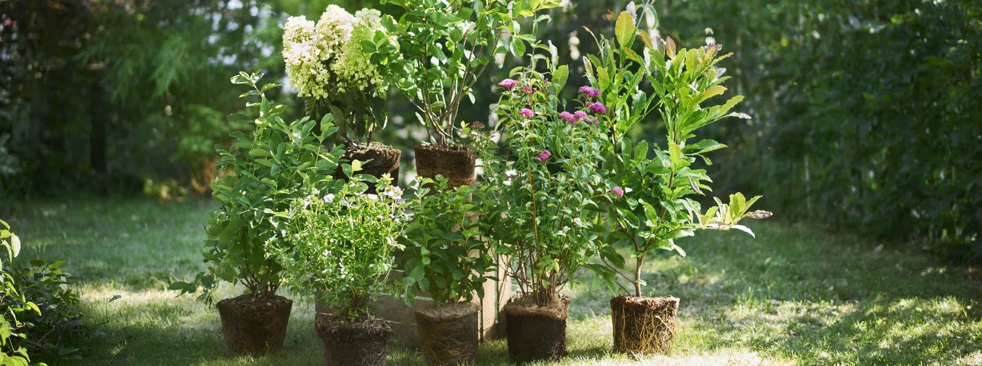 This is an image illustration of All large perennials: 3 for the price of 2