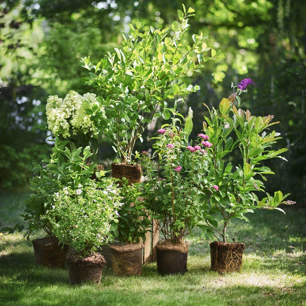 All large perennials: 3 for the price of 2
