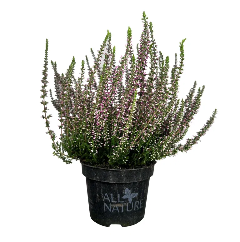 All Nature Calluna 10,5 cm