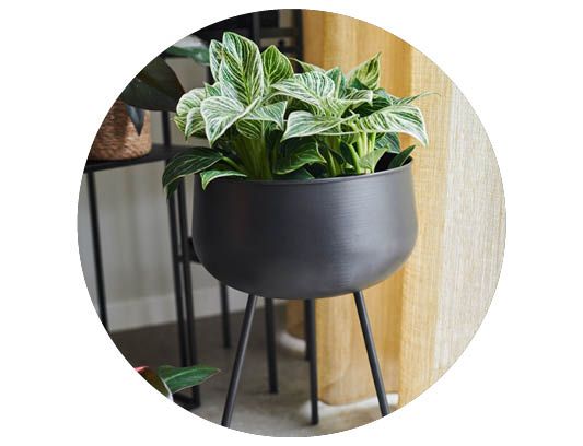 Image of Outdoor pots