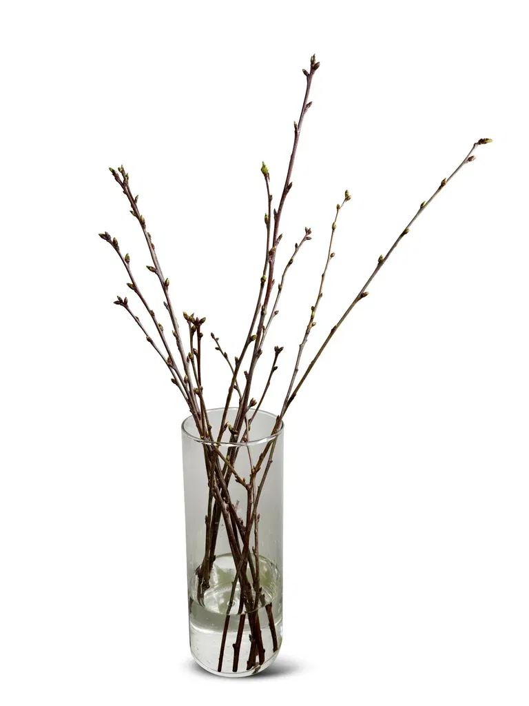 Cherry blossom bunch wk 04-13