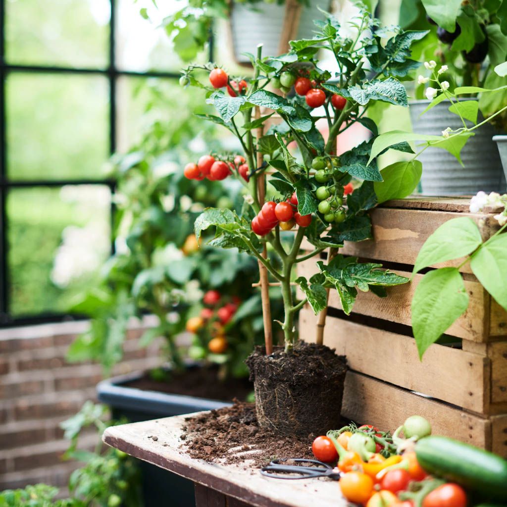 Image of Italienske grønnsaker