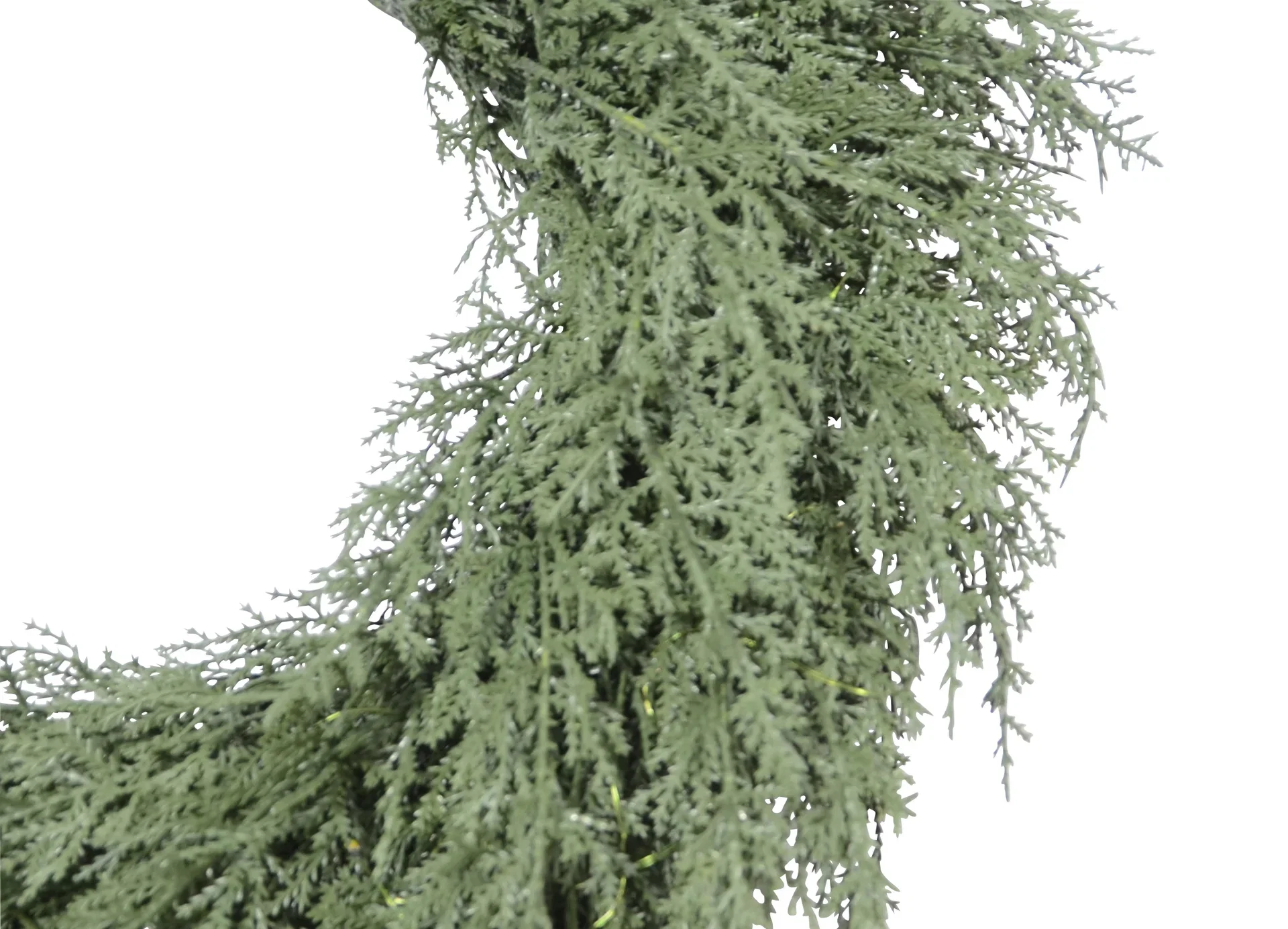 Wreath Thuja