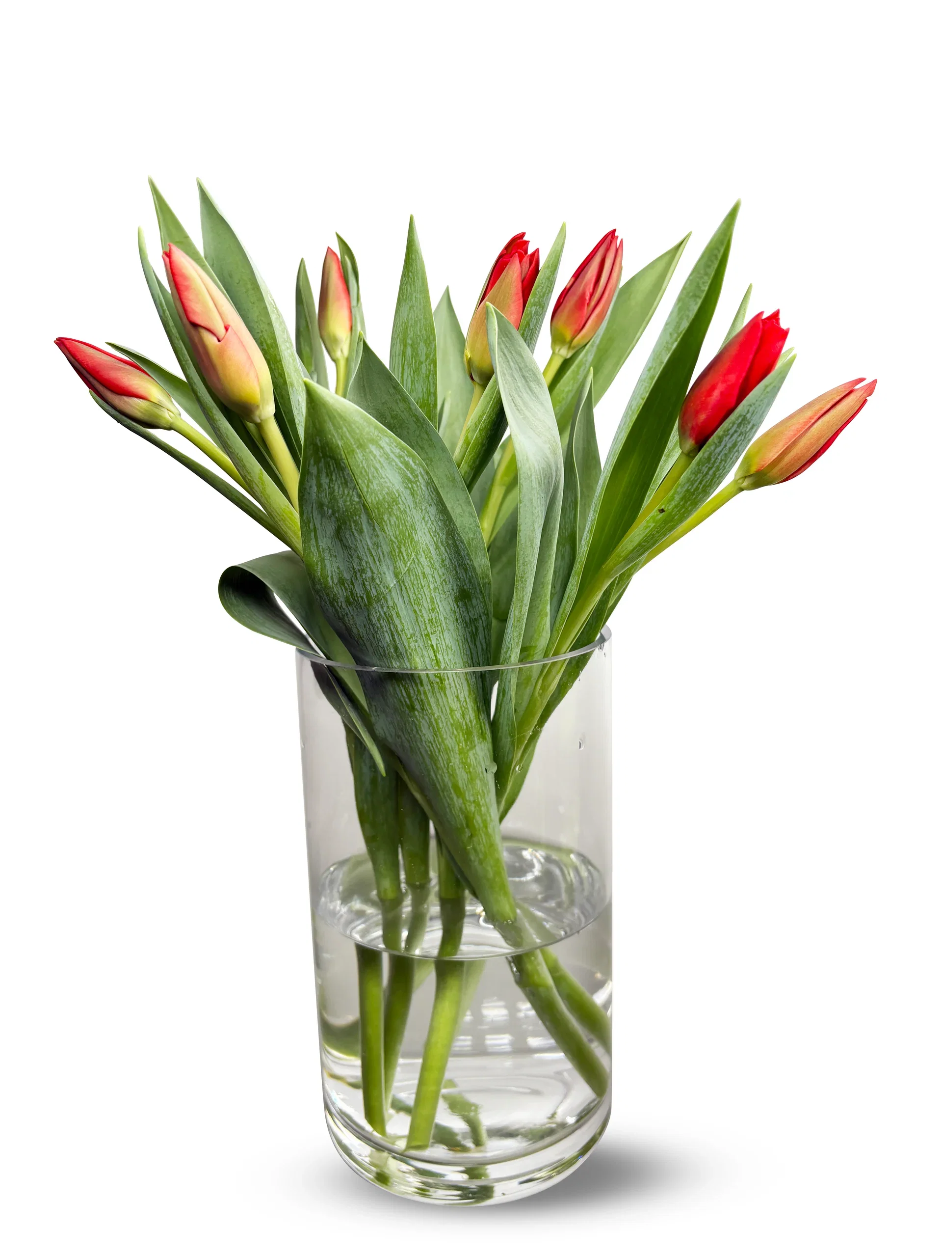 Tulips 7 pack NO