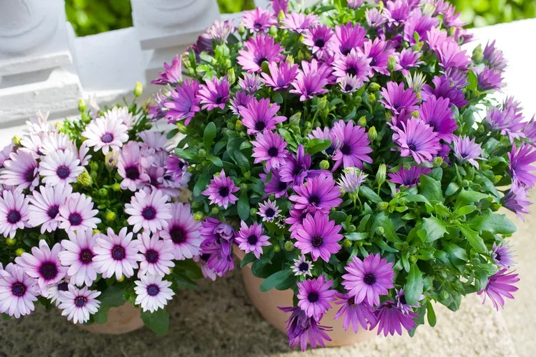 Osteospermum Purple 12 cm