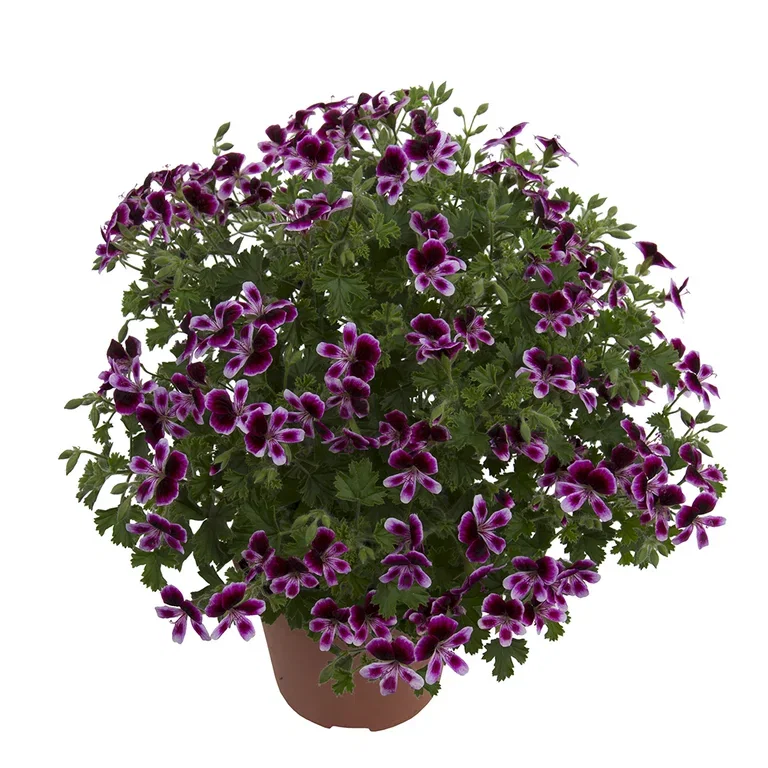 Pel. 'Mosquitaway' 12 cm