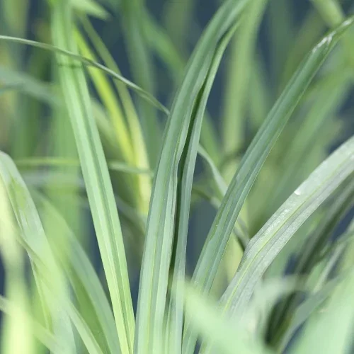 Panicum virgatum 'Cheyenne Sky' 24cm