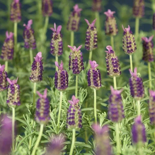Lavandula stoechas Blue 23 cm