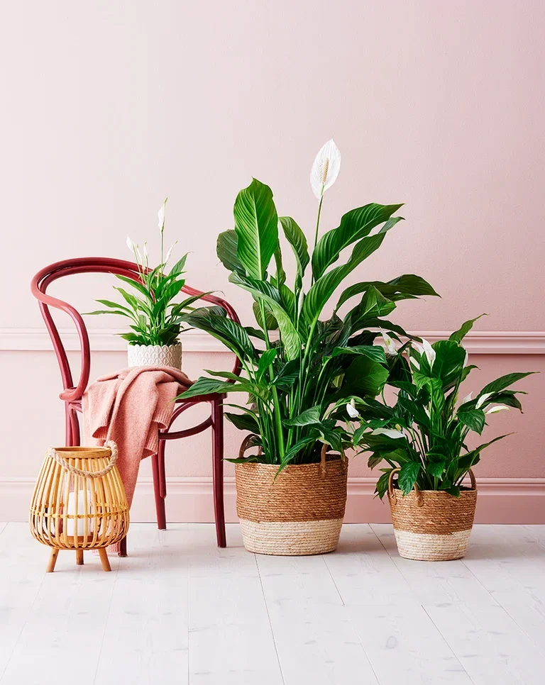 Spathiphyllum 'Chopin'