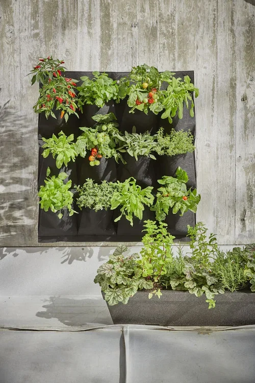 Heuchera Orange 15cm