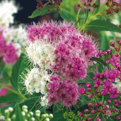 Spiraea japonica 'Genpei'  4,5L