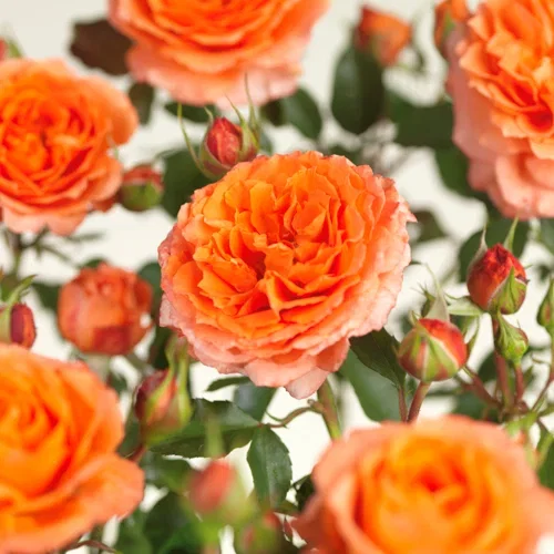 Rosa APRICOT MEILOVE 4L
