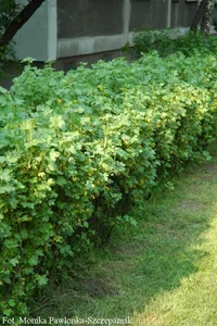 Ribes alpinum 'Schmidt' 10-pack 30-40cm 5,5L