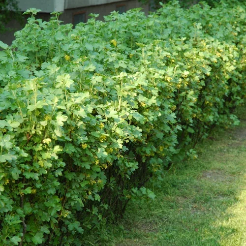 Ribes alpinum 'Schmidt' 10-pack 30-40cm 5,5L