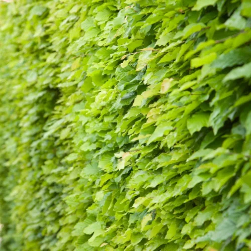 Fagus sylvatica 4,5L