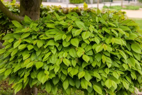 Carpinus betulus 4,5L