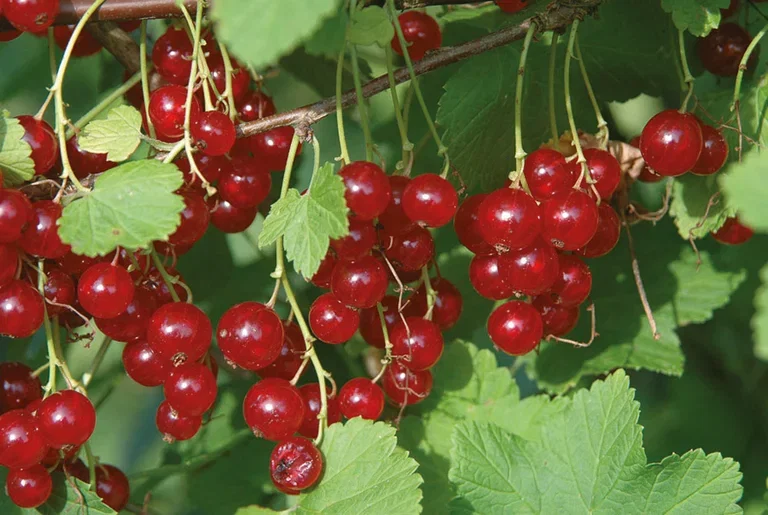 Ribes rubrum 'Jonkheer van Tets' stem 60 cm 23cm