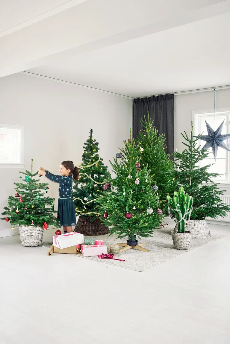 Abies Nordmanniana Excellent 190-220 cm