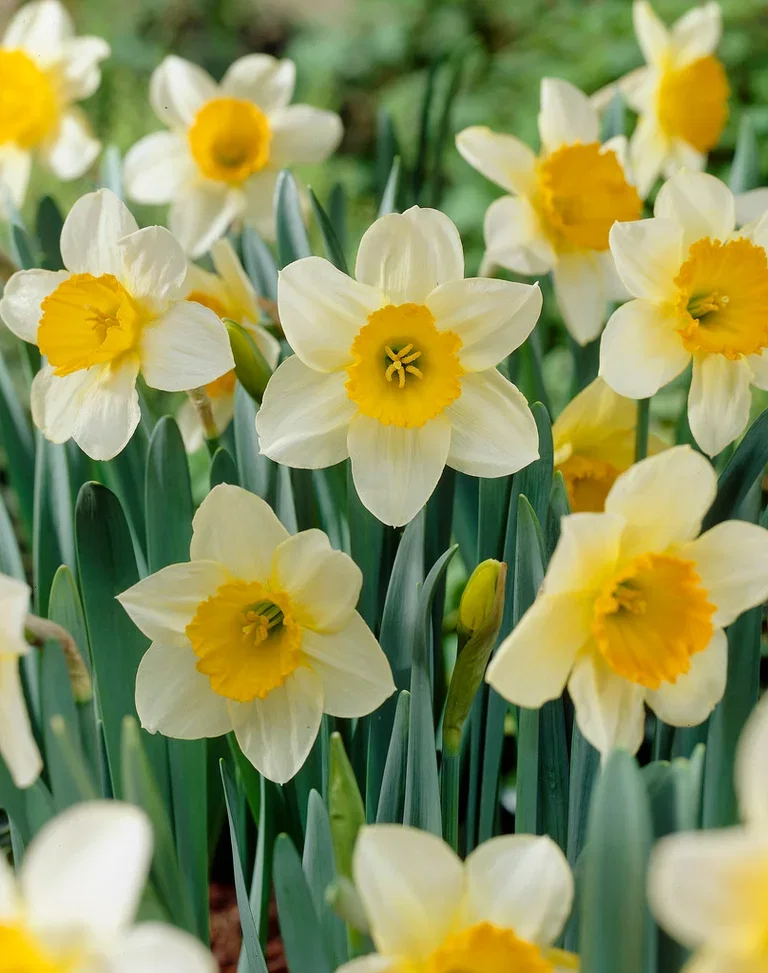 Narcissus Sempre Avanti 12/14