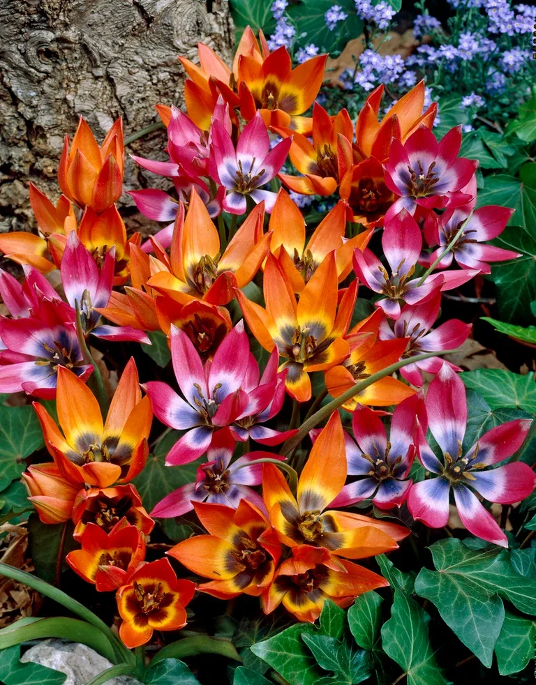 Perfect Match 25 Little treasu