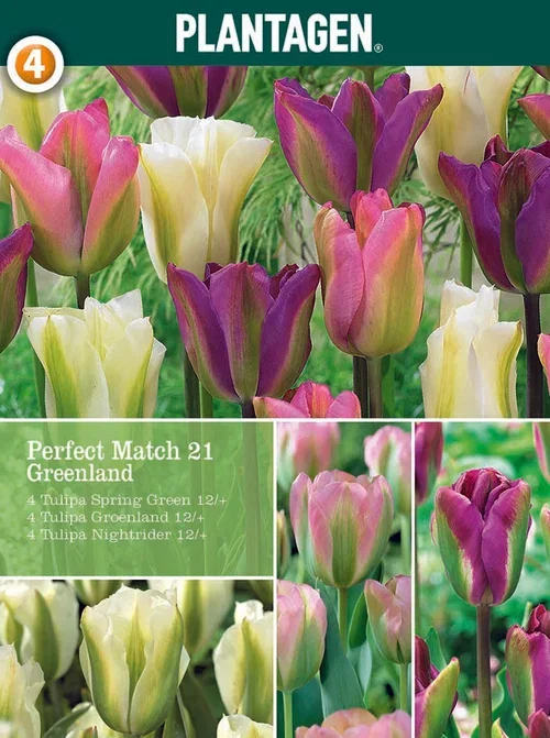 Tulipanmiks Greenland Blend - 9 stk