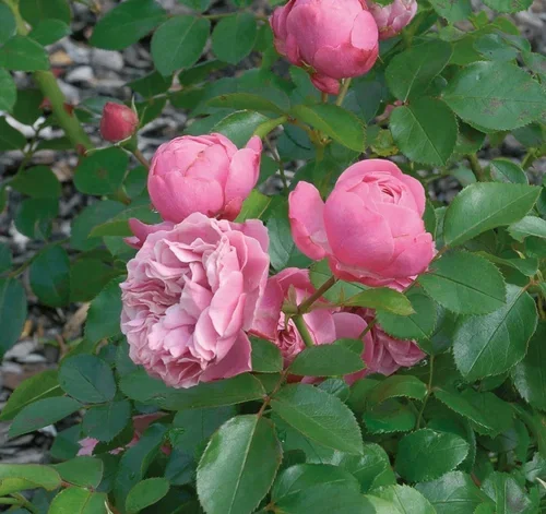Rosa LEONARDO DA VINCI 3L