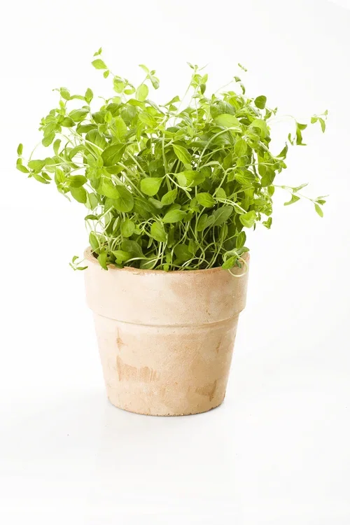 All N. Origanum vulgare 12 cm