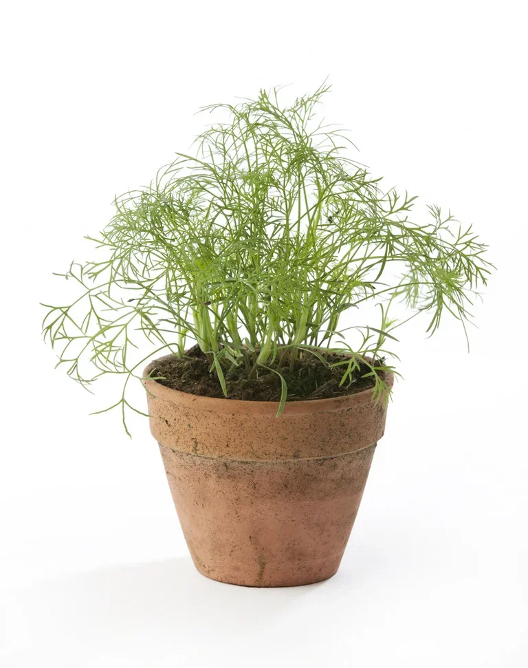 All N. Anethum graveolens 12 cm