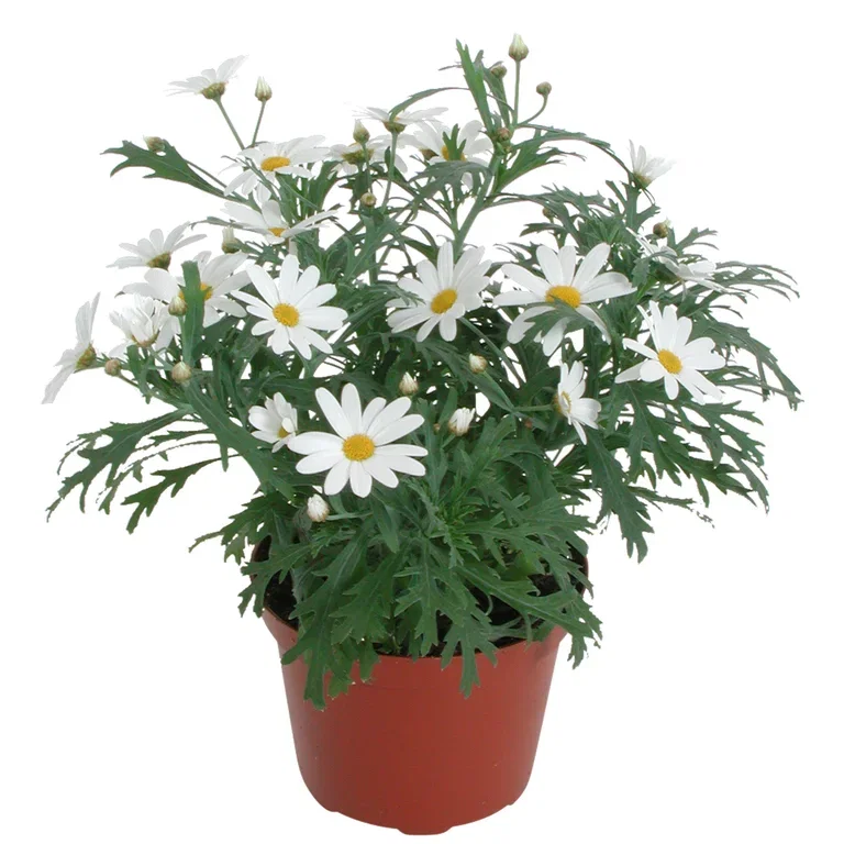 All N. Argyranthemum White 10,5 cm