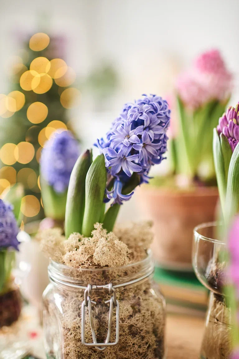 Hyacinthus 19+ Blue 9 cm