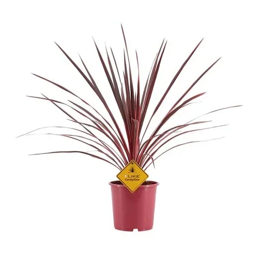Cordyline a. 'Charlie Boy' 17 cm