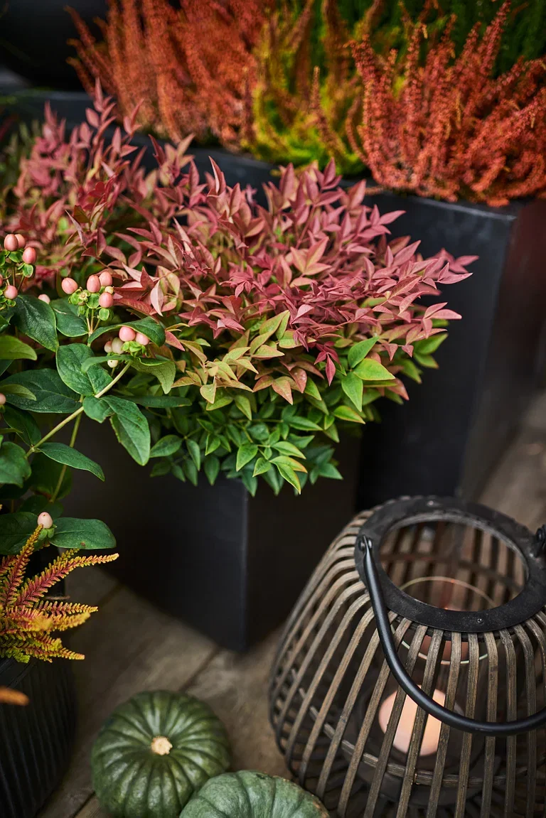 Nandina domestica 'Obsessed' 17 cm
