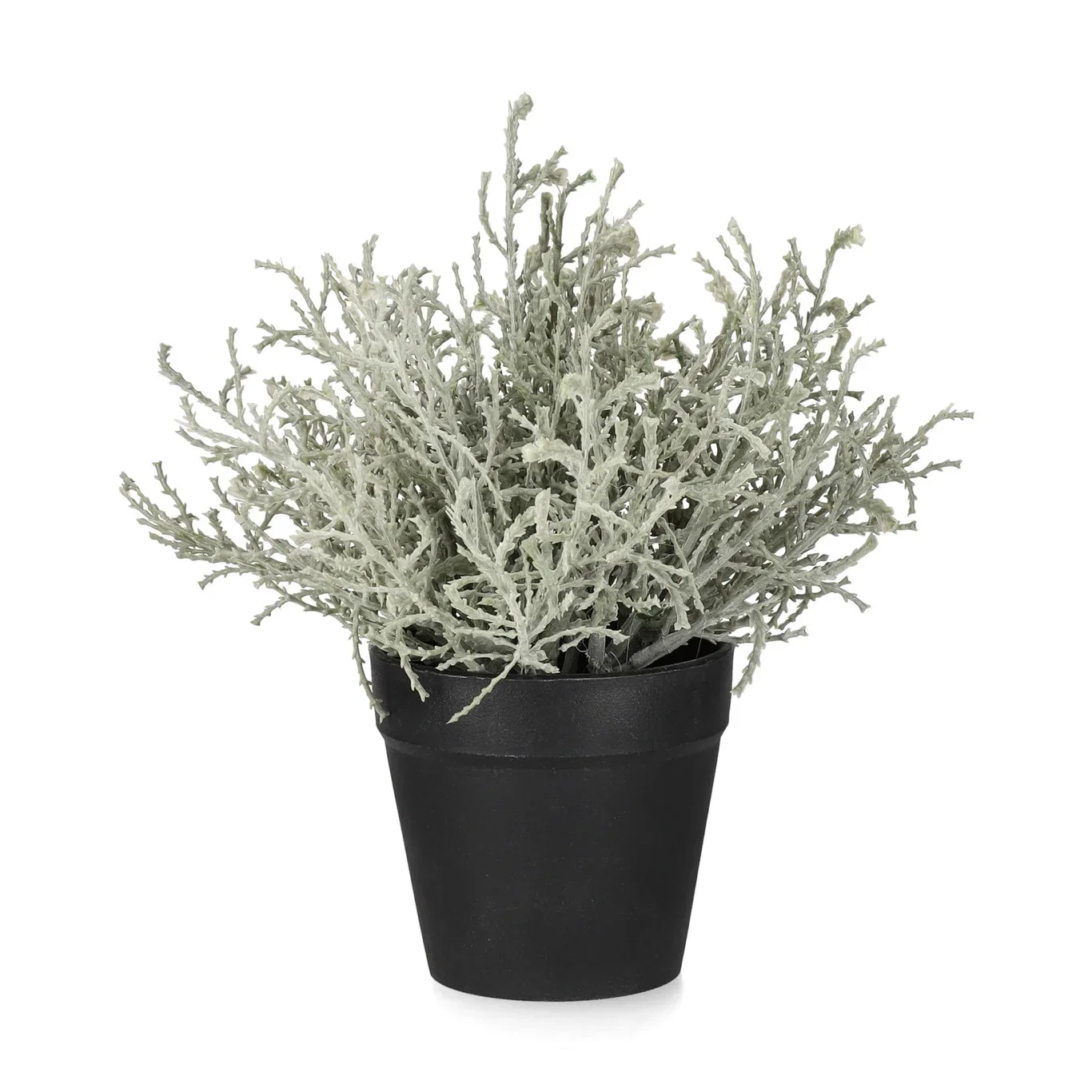 Calocephalus in pot H18 grey