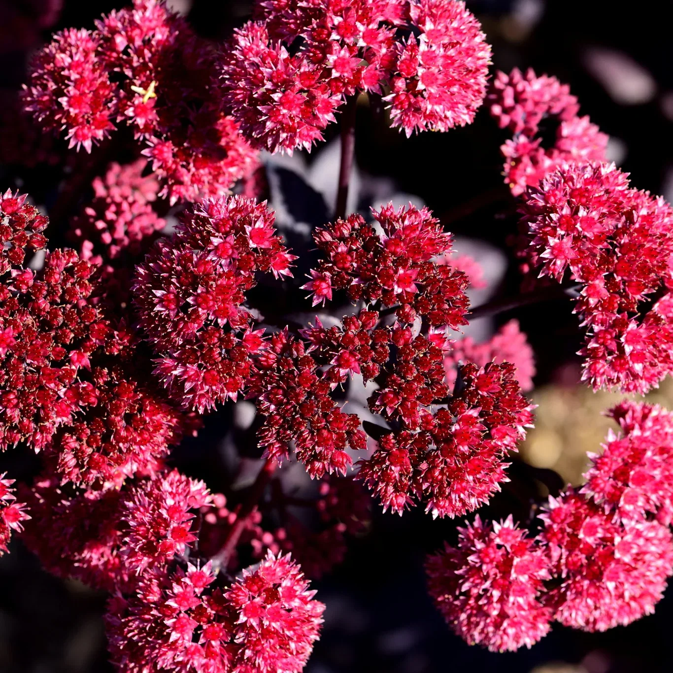 Sedum 'Jose Aubergine'