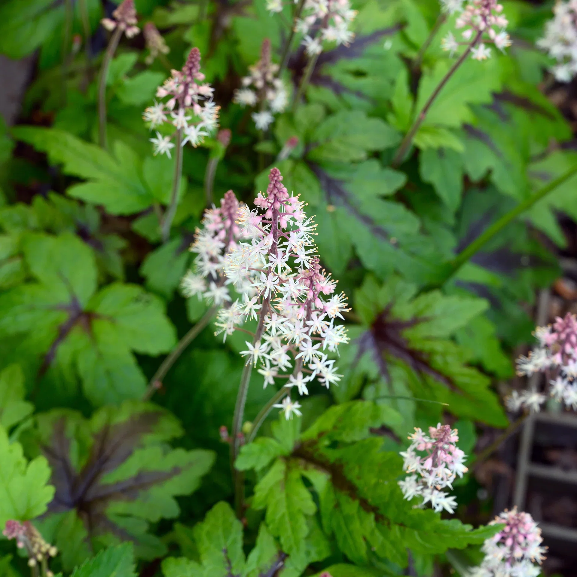 Tiarella 'Suger and Spice'