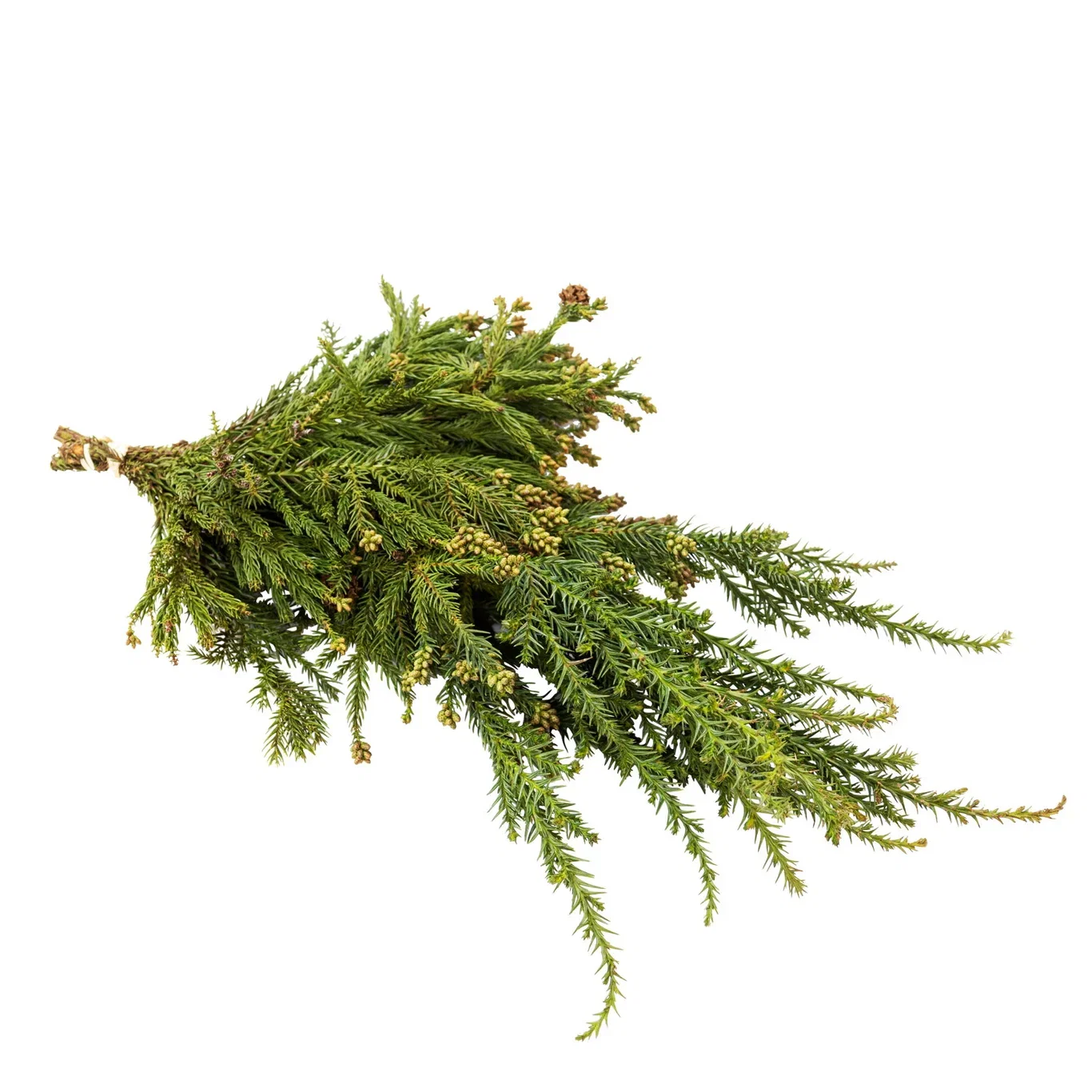 Cryptomeria handbouquet 150-200 gram