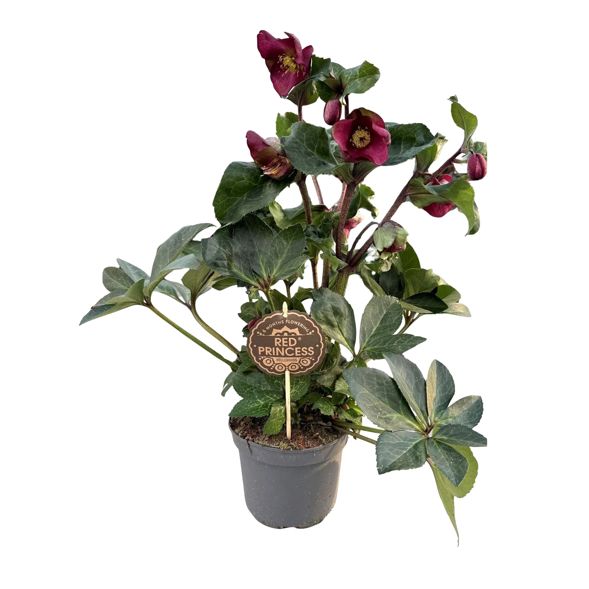 Helleborus Red Princess