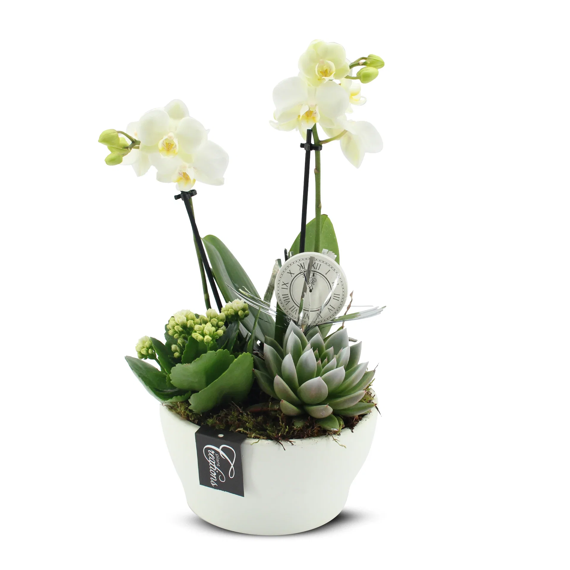 New Year dec. Phalaenopsis in white bowl