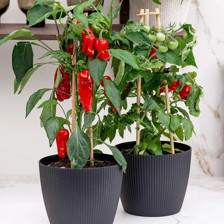 Lisse eco pot D16 black