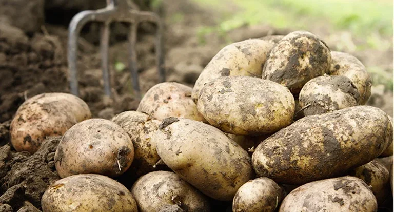 4 vegetables you can grow yourself