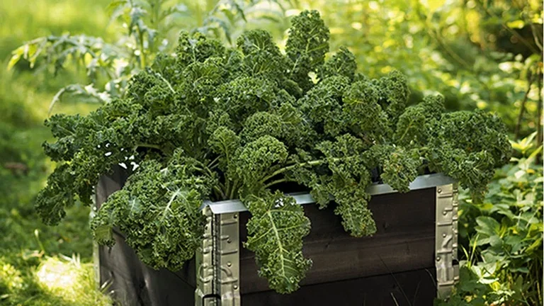 4 vegetables you can grow yourself