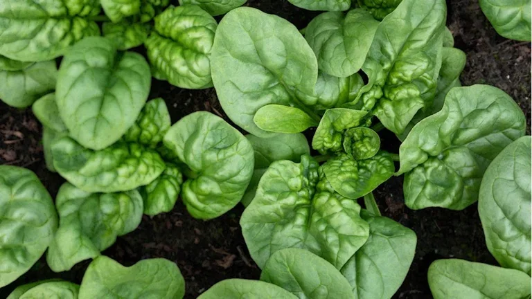 4 vegetables you can grow yourself