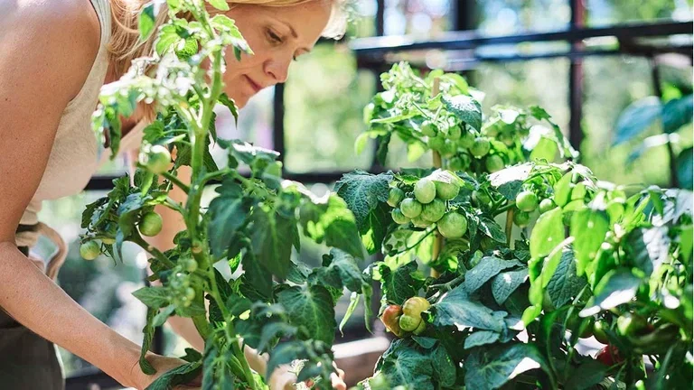 4 vegetables you can grow yourself