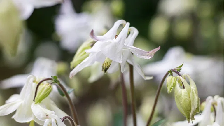 How to create an allergy-friendly garden