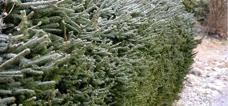 Five evergreen hedges