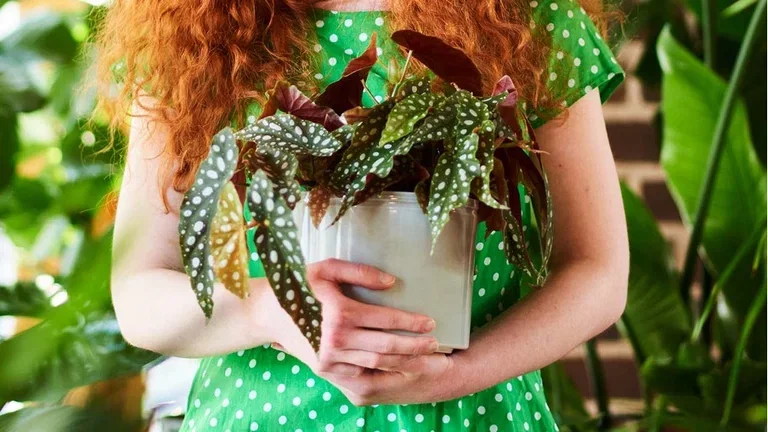Green plants with special leaves