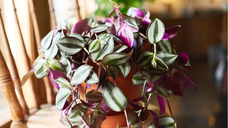 Green plants with special leaves