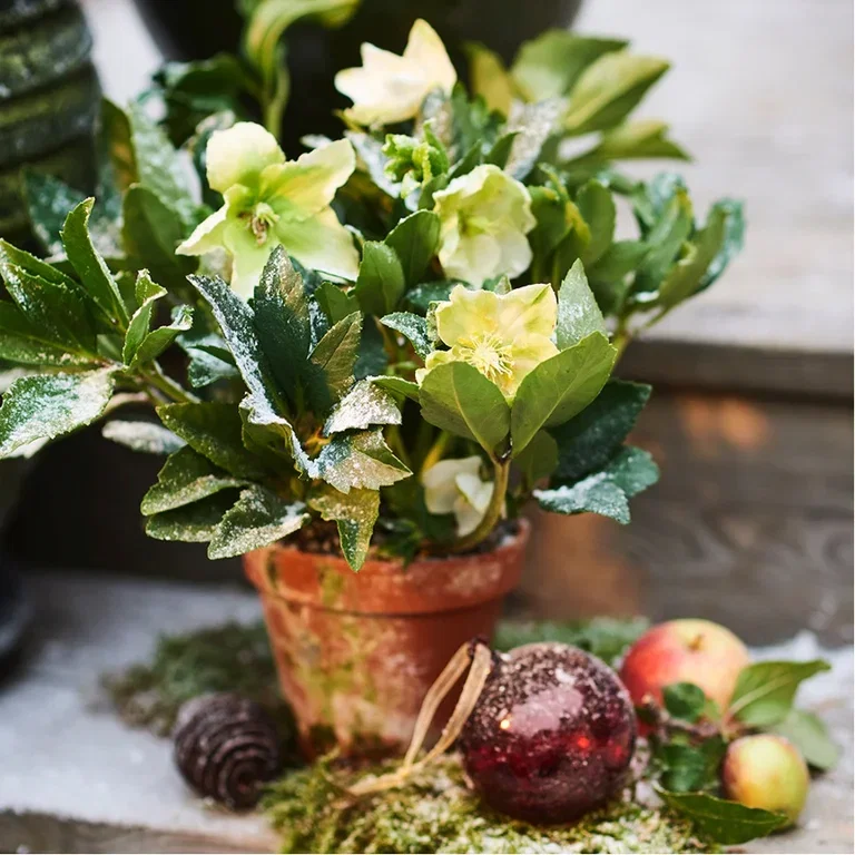 Give new life to Christmas flowers – repot or plant outdoors