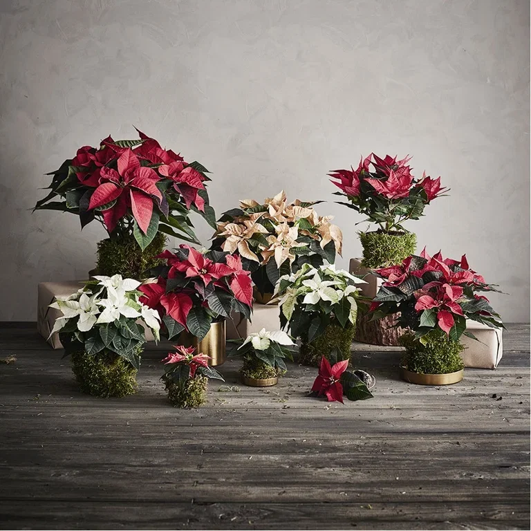 Give new life to Christmas flowers – repot or plant outdoors